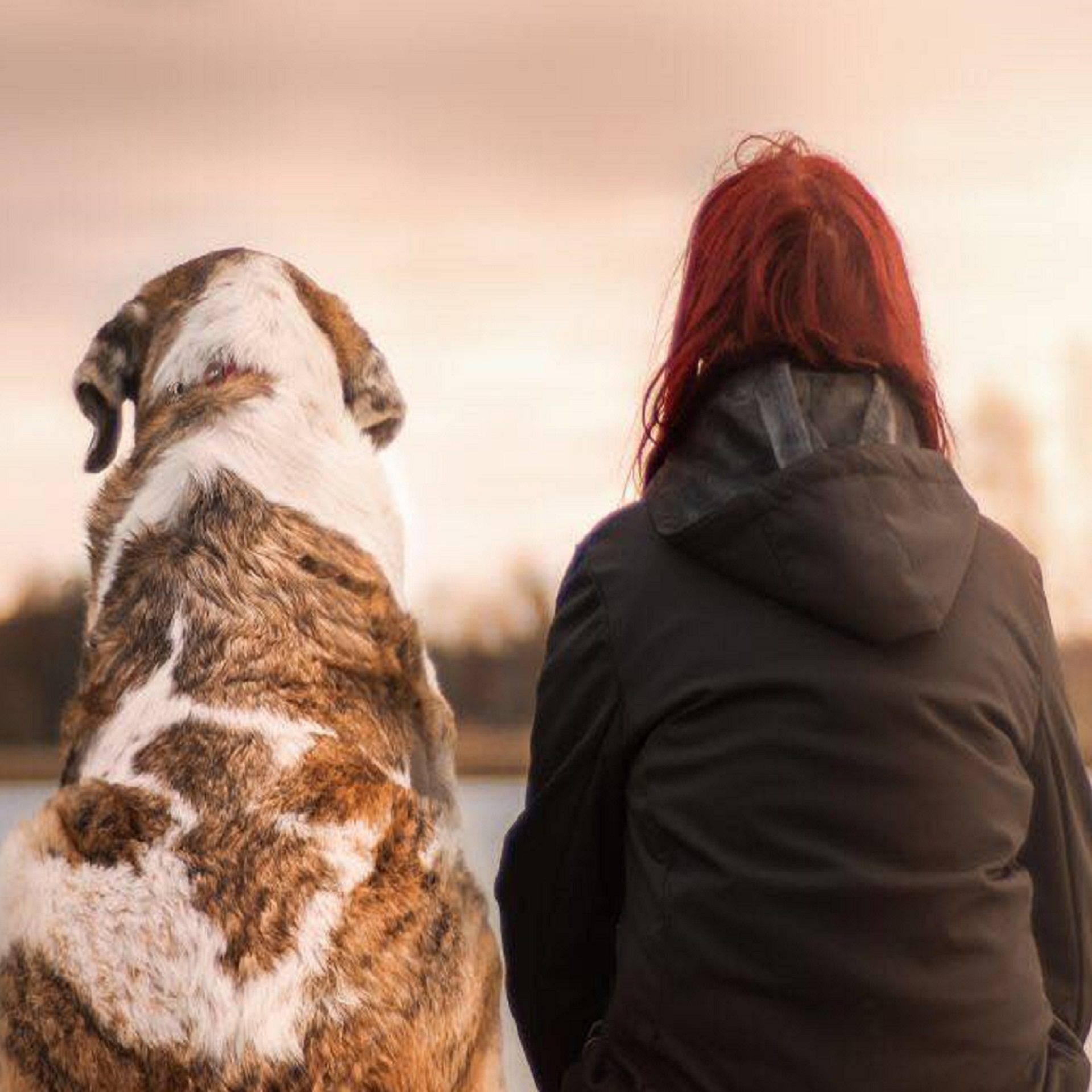 contact defunt Soins Énergétiques pour Animaux
